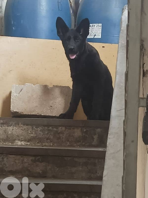 German shepherd full black german shepherd 1