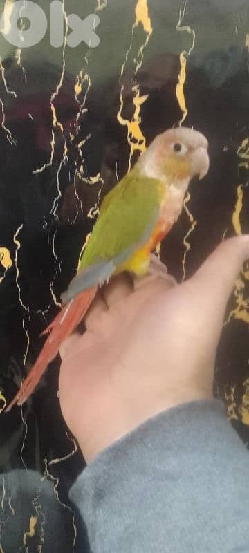 كونيور اناناس مروض