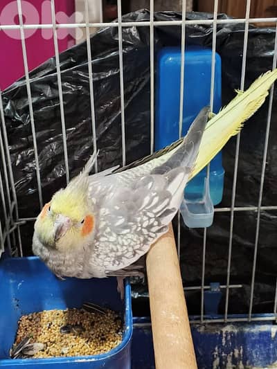 انتاية كروان ايزابيل  عمر ٨ اشهر  للبيع او تبيدل جوز روز