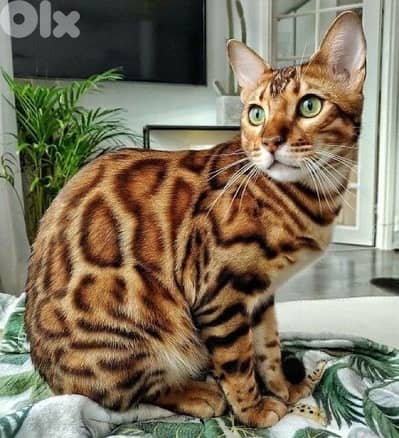bengal
