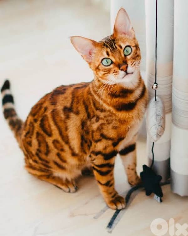 bengal 1