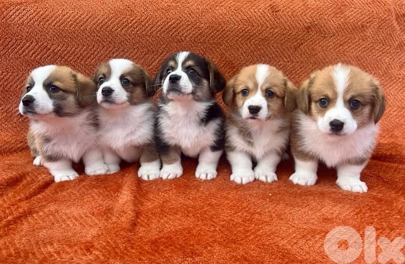 pure breed corgi 100% 1