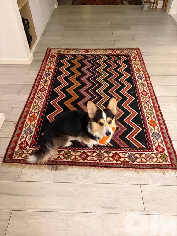 pure breed corgi 100% 2