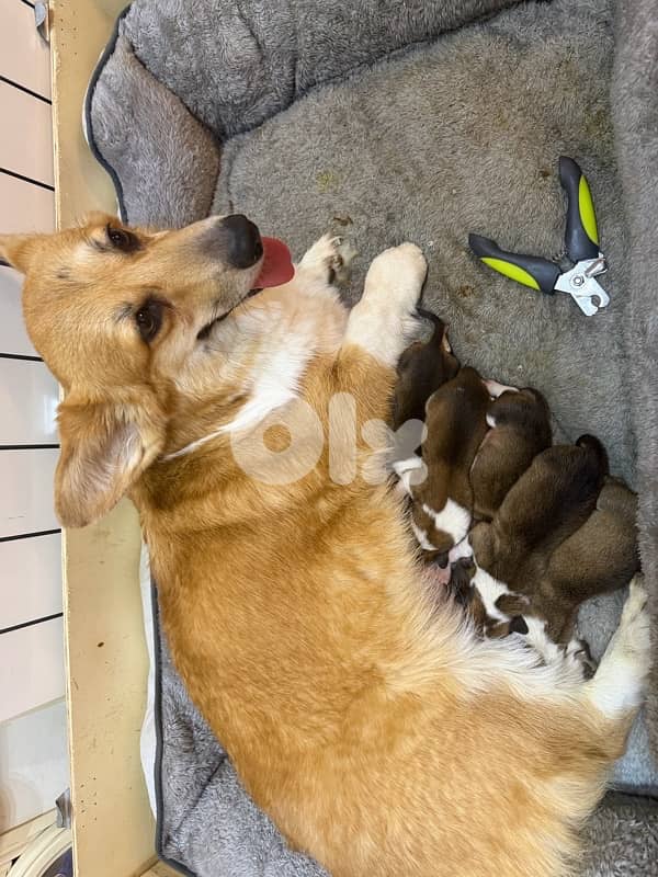 pure breed corgi 100% 3