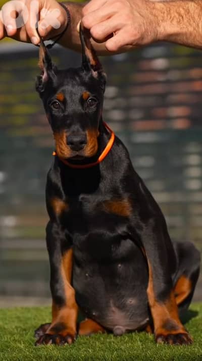 doberman europe