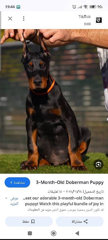 doberman europe 2