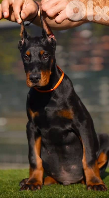 doberman europe 3