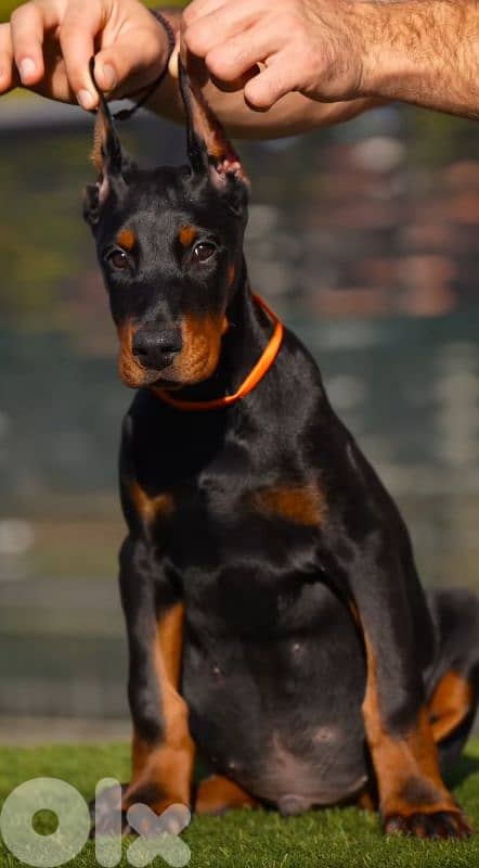 doberman europe 4