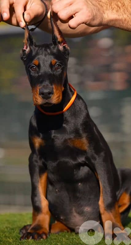doberman europe 5