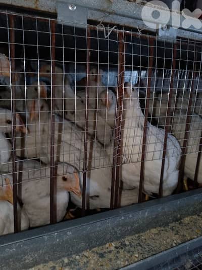 فراخ وصيصان لبيع