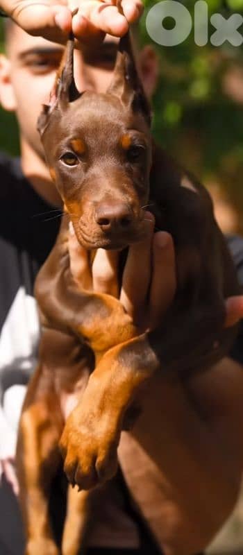 doberman europe