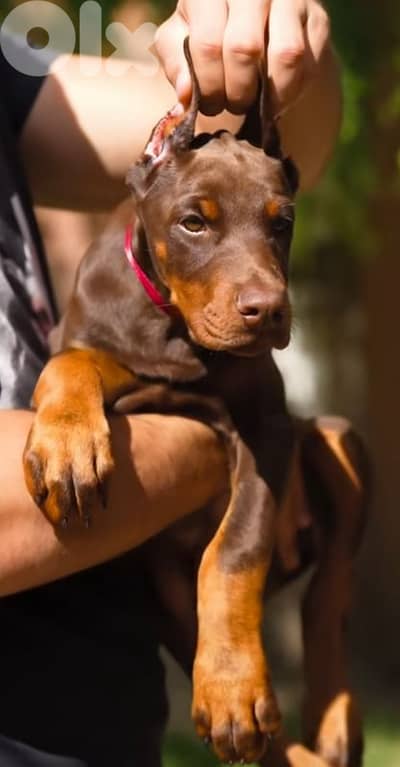doberman europe