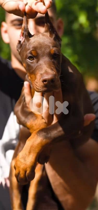 doberman europe 2