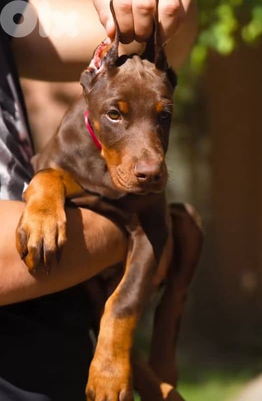 doberman europe 5
