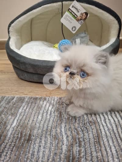 Meet Prince Cloud ! serious Himalayan breed enthusiasts
