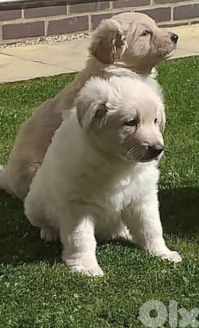 Purebred KC Registered White German Shepherds – Imported from London