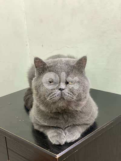 قط برتش بيور شورت  هير