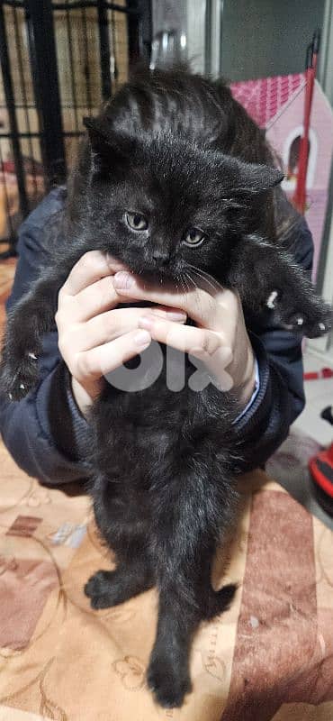 kitten 2 months for  adoption