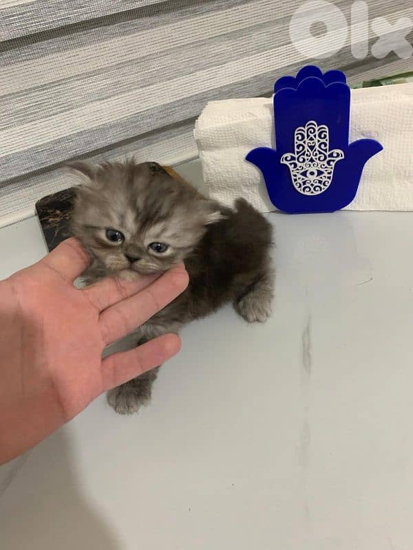 kitten for sale 5