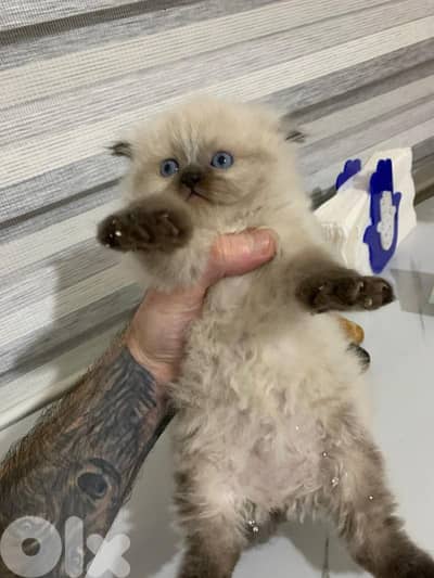 Kitten for sale 1.5 month