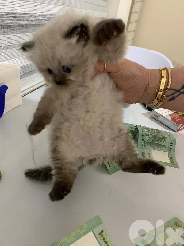Kitten for sale 1.5 month 2