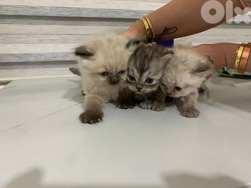 Kitten for sale 1.5 month 3