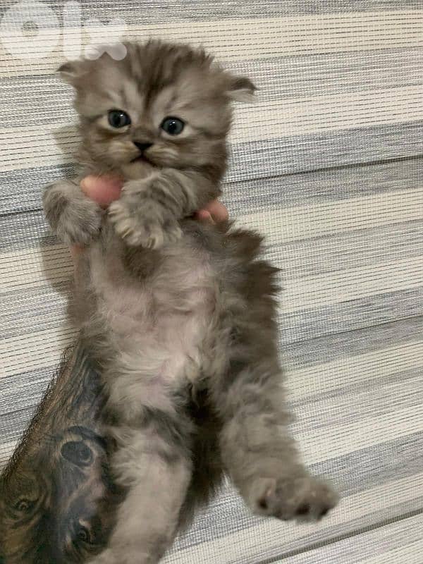 Kitten for sale 1.5 month 4