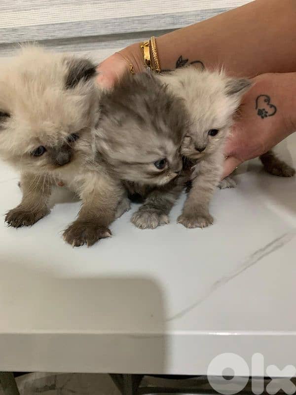 Kitten for sale 1.5 month 5