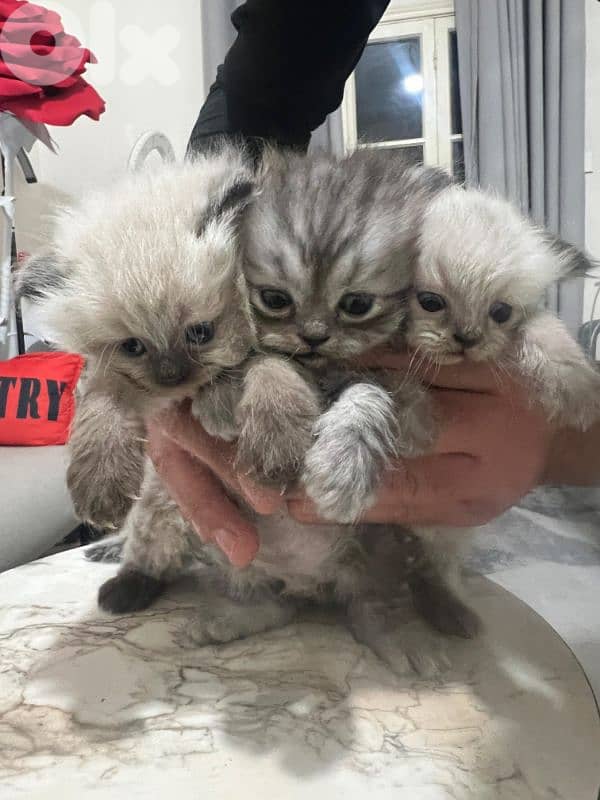 Kitten for sale 1.5 month 8