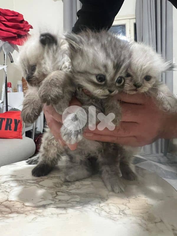 Kitten for sale 1.5 month 9