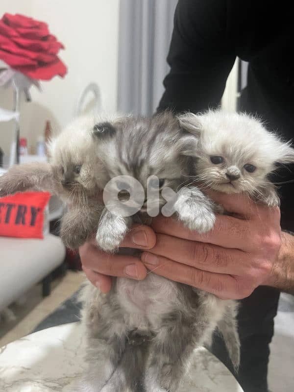 Kitten for sale 1.5 month 11