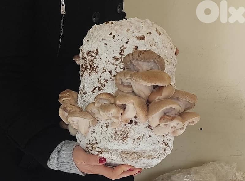 Edible Mushroom Kits (grow it yourself kits) 7