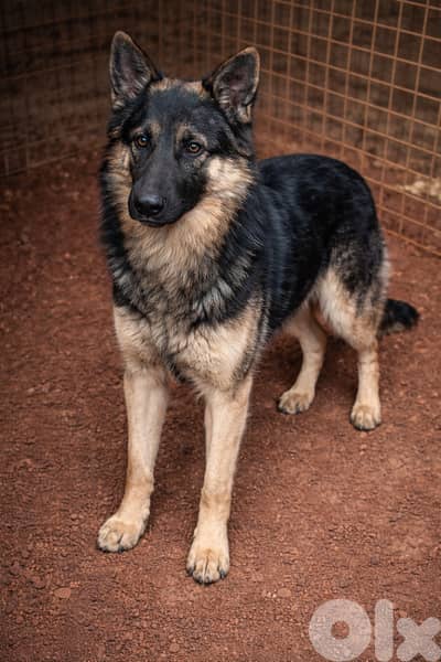 81783237 / German Malinois Shepherd