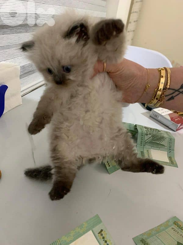 kitten 1.5 month for sale 1