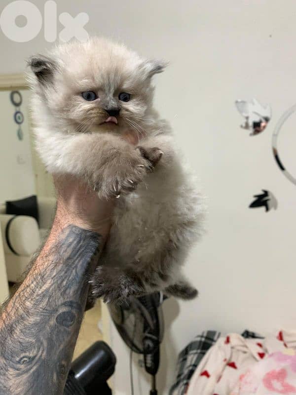 kitten 1.5 month for sale 2