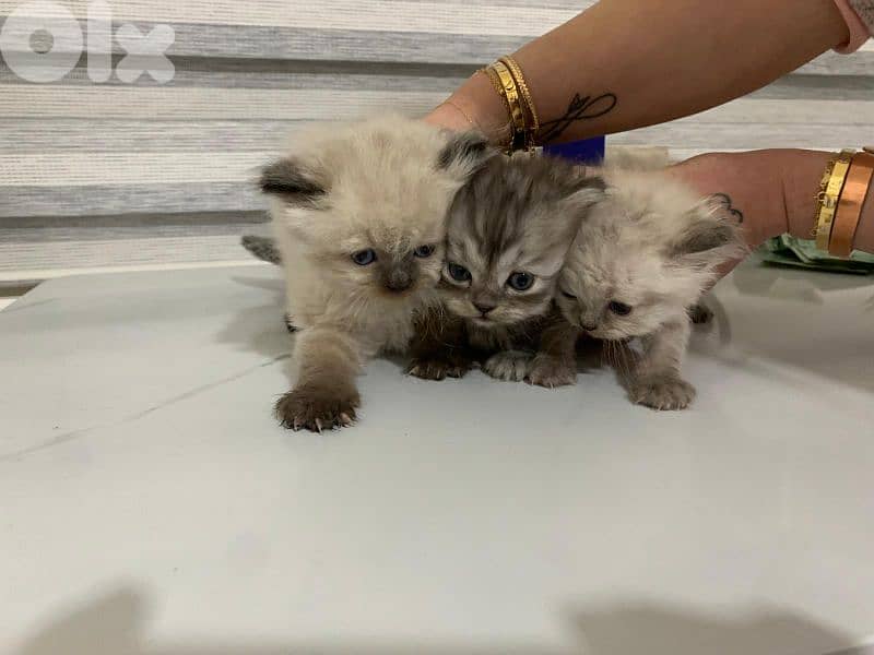 kitten 1.5 month for sale 3