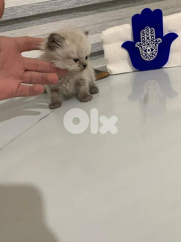 kitten 1.5 month for sale 5