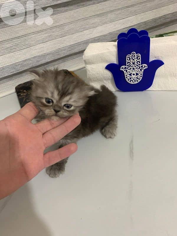 kitten 1.5 month for sale 6