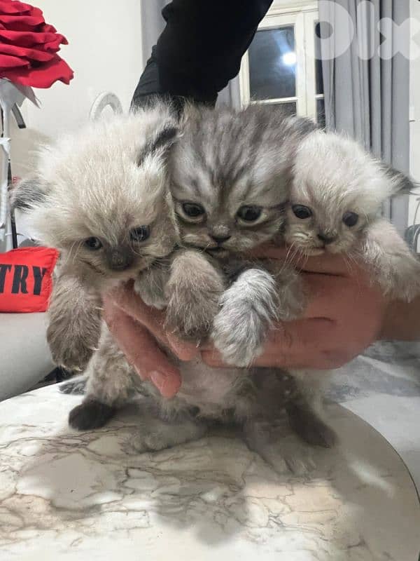 kitten 1.5 month for sale 8