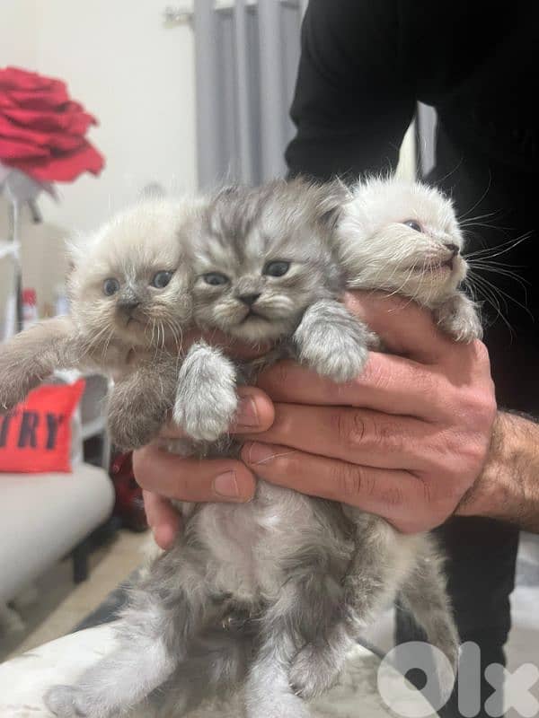 kitten 1.5 month for sale 10