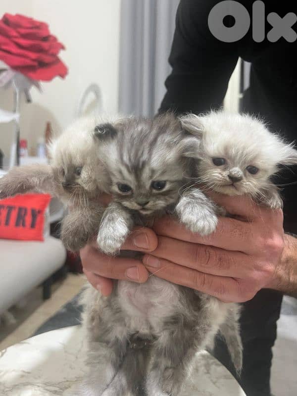 kitten 1.5 month for sale 11