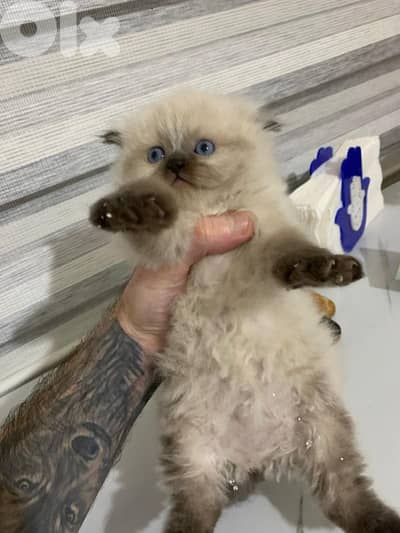 Kitten for sale 1.5 month