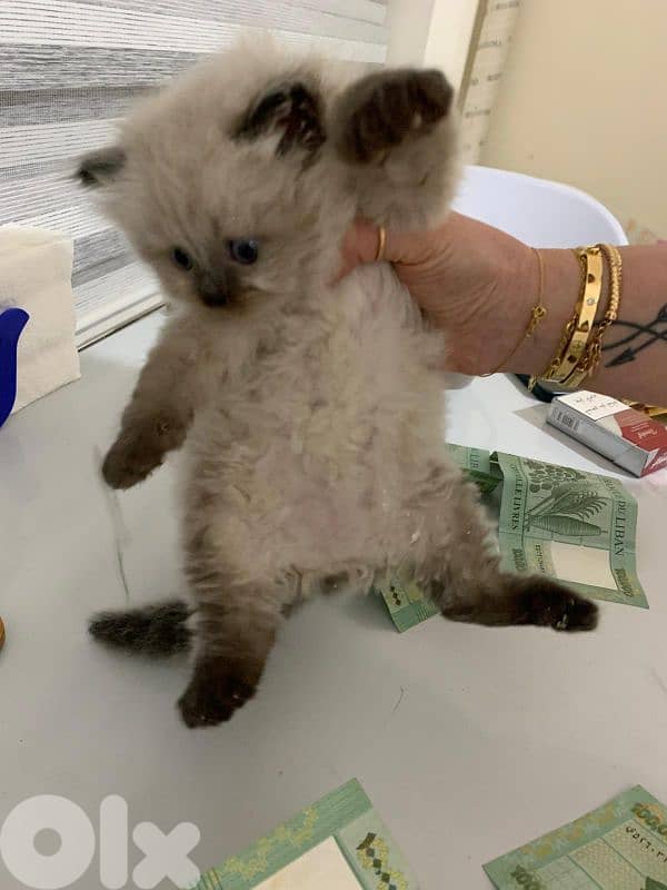 Kitten for sale 1.5 month 1