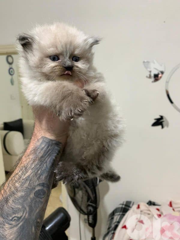 Kitten for sale 1.5 month 2