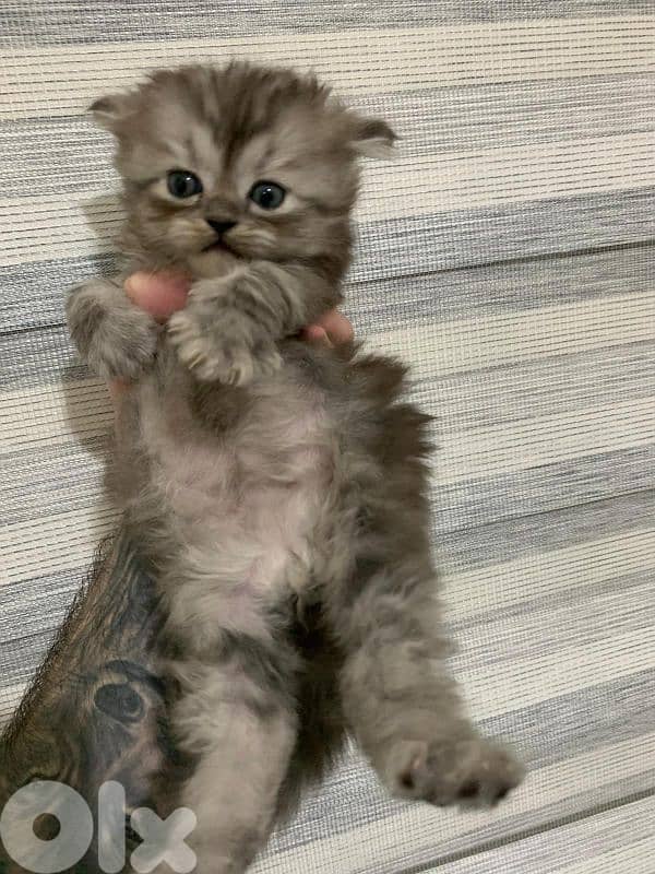 Kitten for sale 1.5 month 4
