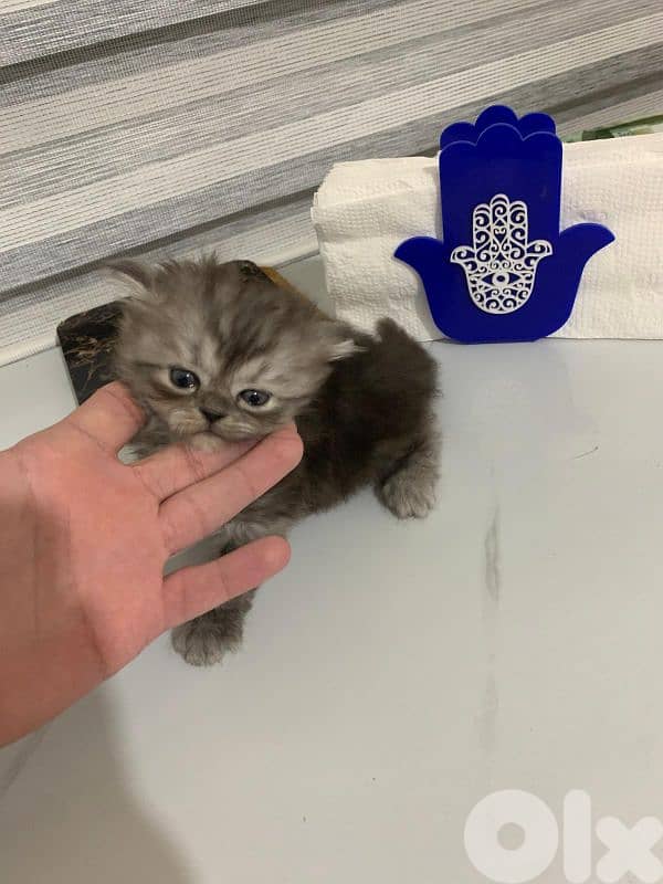 Kitten for sale 1.5 month 6