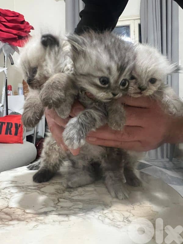 Kitten for sale 1.5 month 9