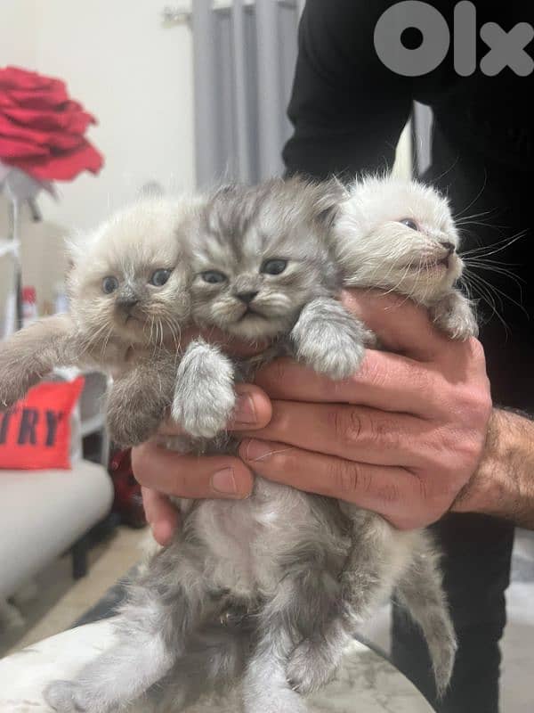 Kitten for sale 1.5 month 10