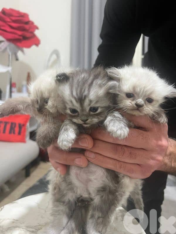 Kitten for sale 1.5 month 11