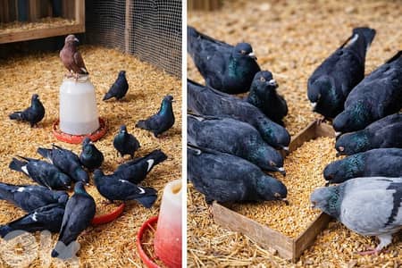 حمام زينة / للتربية